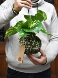Kokedama pothos